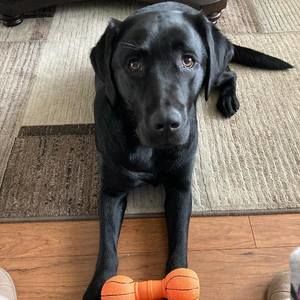 Meet your Posher, Joe